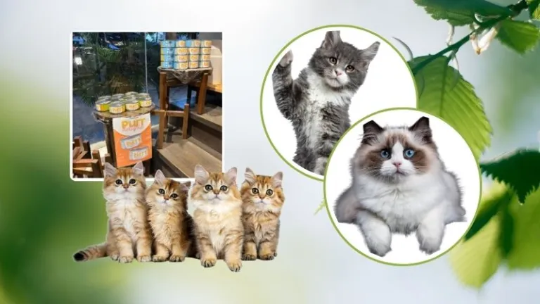 Purr Delight Moringa-Enriched Cat Food